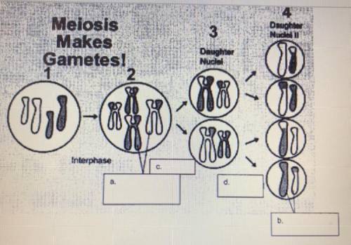 MEIOSIS. Questions

A) Describe what occurs between step 1 and 2.
B) What is the end product of me