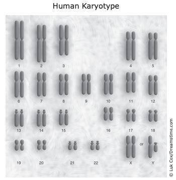 The karyotype, or chromosomal profile, for humans is shown. A karyotype can be used to investigate