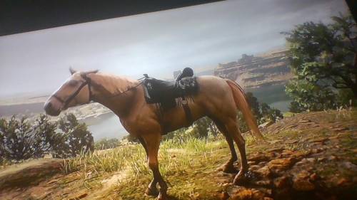 What kin of a horse is this?