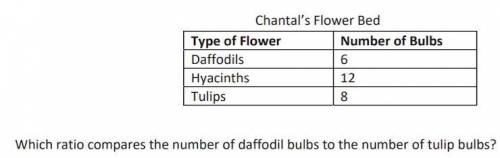Which ratio compares the number of daffodil bulbs to the number of tulip bulbs?