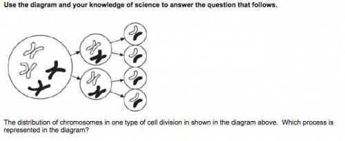 The distribution of chromosomes in one type of cell division in shown in the diagram above. Which p