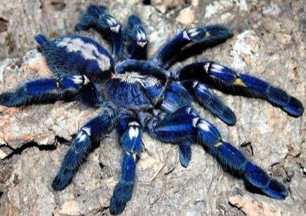 What is yalls favorite tarantula only answer if u know