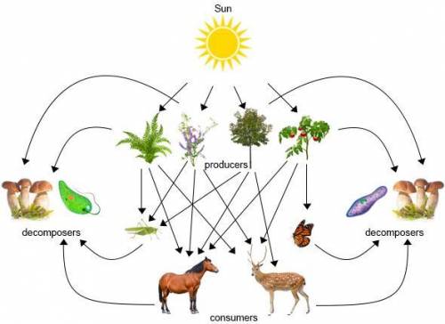 WIll give brainliest 30 points

Food webs show the feeding relationships among different organisms