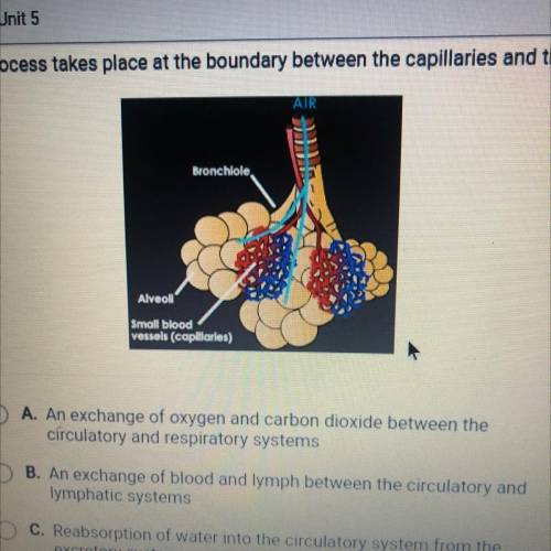What process takes place at the boundary between the capillaries and the

alveoli?
Bronchiole
Alve