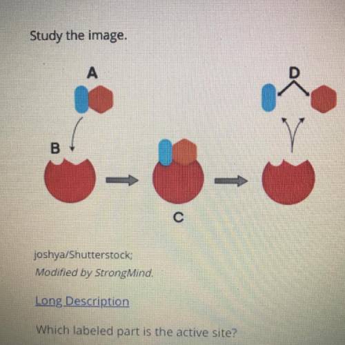 Study the image 
Which labeled part is active site? 
1. C
2.B 
3.A
4.D