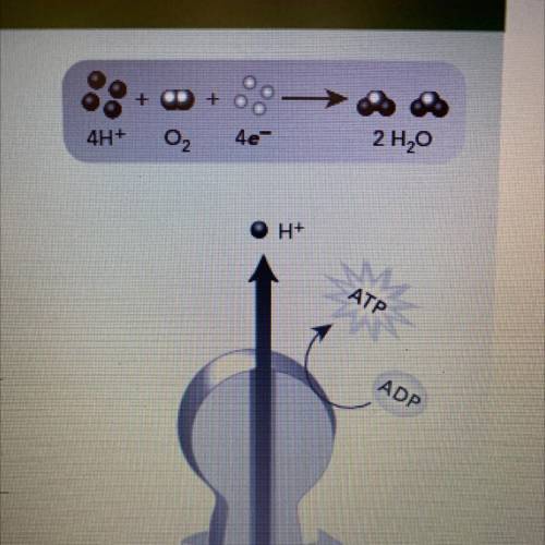 1. What stage of cell respiration is being shown

here?
2. Which molecule has higher energy: ADP o