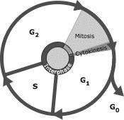 The diagram below represents the cell cycle... (Not the staar question)