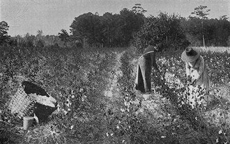 This photograph of African American sharecroppers was taken around 1900:

Which of the following c