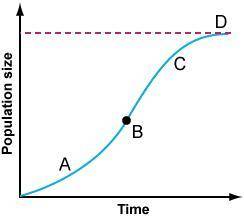 The graph here shows a population of rabbits in an ecosystem that the rabbits are not allowed to en