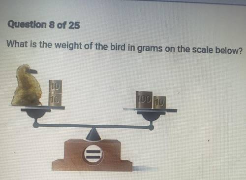 What is the weight of the bird in grams on the scale below?