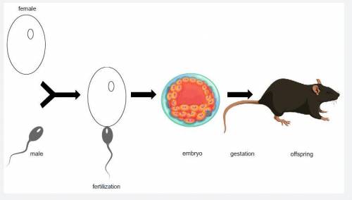 The image is a model of how reproduction transfers genetic material to a baby mouse.

Do you think