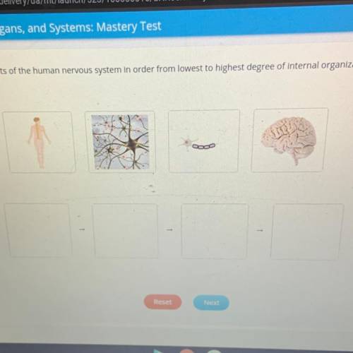 Place the images of parts of the human nervous system in order from the lowest to highest degree of