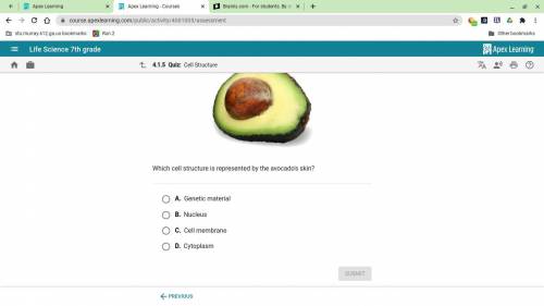 Which cell structure
is represented by the avocado skin