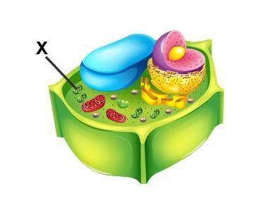 Examine the diagram of a cell.

Which organelle is marked with an X?
a. lysosome
b. nucleus
c. chl