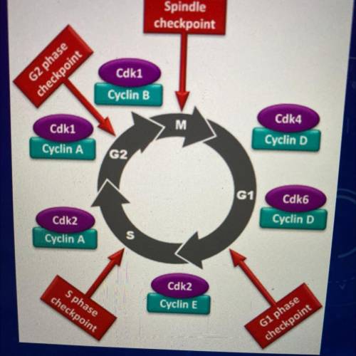 What is the purpose of the Cell Cycle Checkpoints?