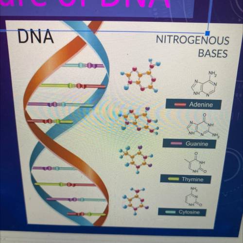 Describe the structure of DNA