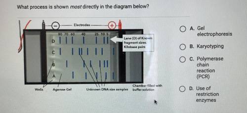What process is shown most directly in the diagram below?

Electrodes 70 60 25 10 5 D of fragment