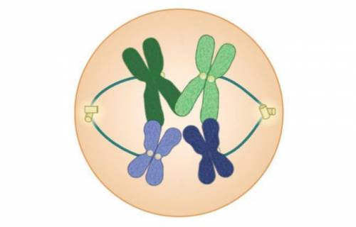 Which step in meiosis is shown in the image below?

A. Prophase I
B. Anaphase I
C. Prophase II
D.
