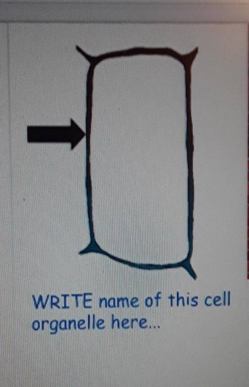 WRITE name of this cell organelle here...