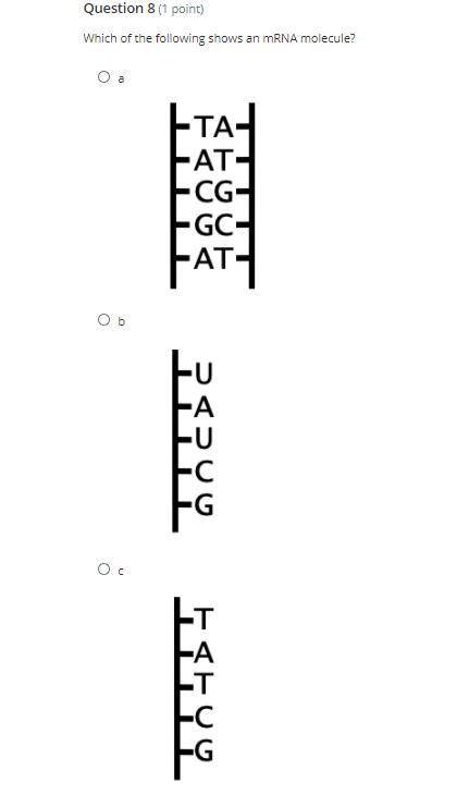 Which of the following shows an mRNA molecule?