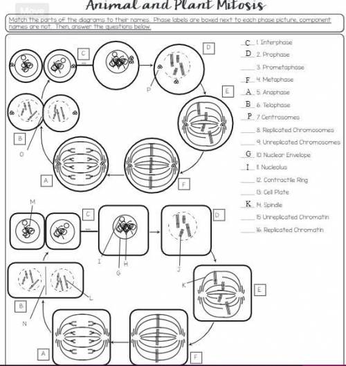 Animal and plant mitosis worksheet