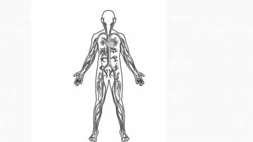This drawing shows a human body system.

What is the primary function of this body system?
A. The