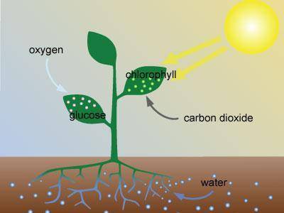 Study this image of the process of photosynthesis. What’s wrong with the image?

A. 
Sun rays are