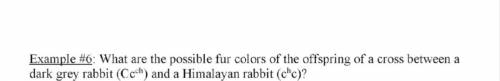Example #6: What are the possible fur colors of the offspring of a cross between a dark grey rabbit
