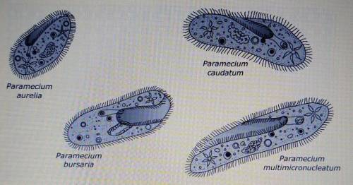 25 A student used a microscope to study four members of the phylum Ciliophora. Members of this phyl