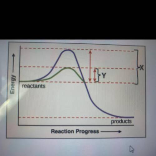 In the graph, which letter represents the activation energy of a reaction without an enzyme and why