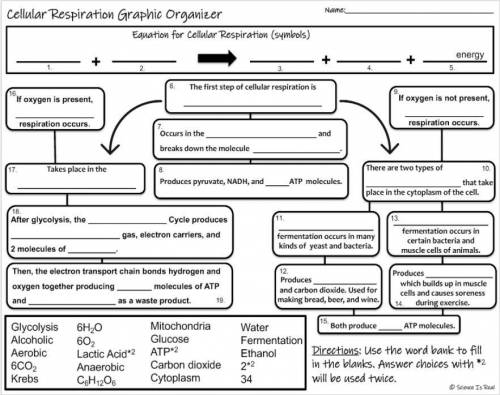 Cellular respiration graphic organizer