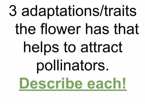 Answer these two question plzzz quick really need it. bird pollinator.