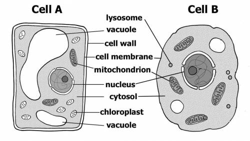 What type of cell is Cell B?

Choose 1 
(Choice A)
Bacterial cell
(Choice B)
Plant cell
(Ch