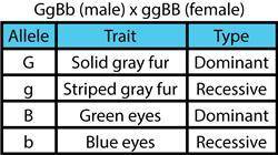 According to the table, how likely is it that blue eyes will show up in the offspring from these pa