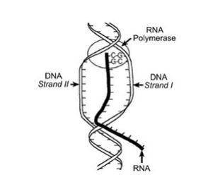 The diagram below represents a step in protein synthesis. During the step shown, information is pas