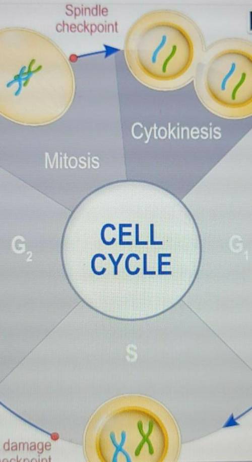 What is the purpose of the cell cycle and what happens when the process involved awry?

A. Cell di