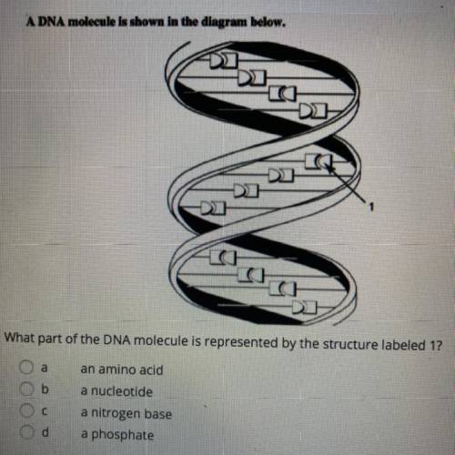 HELP PLEASE!!!

A DNA molecule is shown in the diagram below.
What part of the DNA molecule is rep