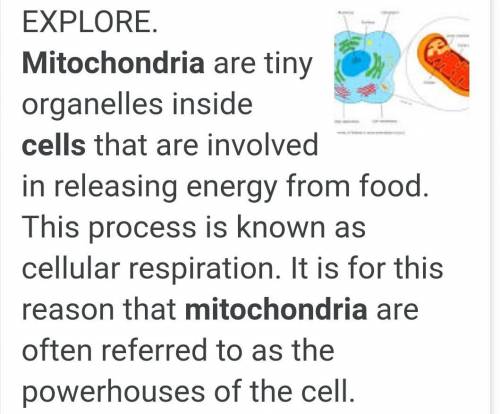 What do we call mitochondria in cells