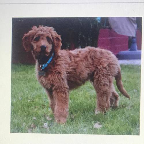 A Goldendoodle is a dog crossbreed bred from a Golden Retriever and a Poodle Goldendoodles were fir