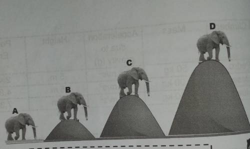 1. Four identical elephants are at different heights. If your physics teacher

asked you which of