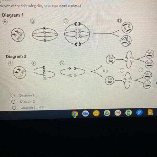 Which of the following diagrams represent meiosis?