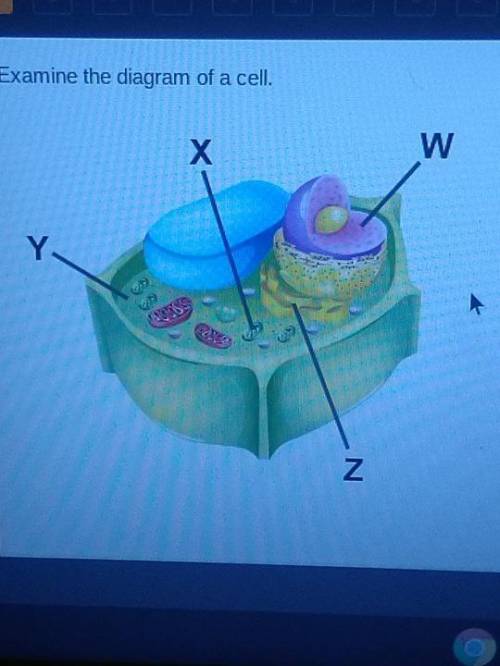 Examine the diagram of a cell. Which accurately labels the cytoplasm?
