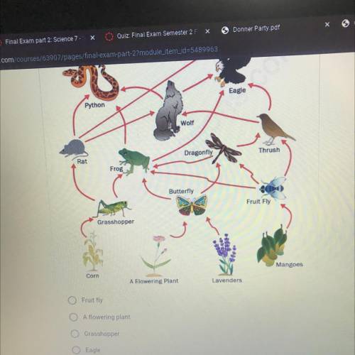 Which organism has the least amount of energy in this food web?