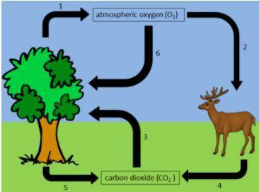The diagram below represents part of the oxygen cycle.

Which biological process is represented by