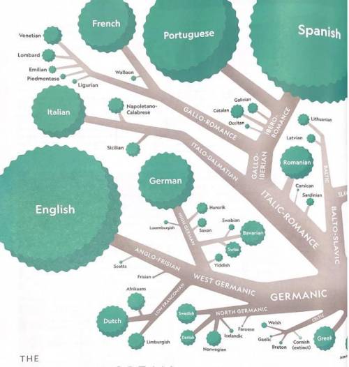 Explain how the diagram illustrates the increasing differentiation of languages as one moves from a