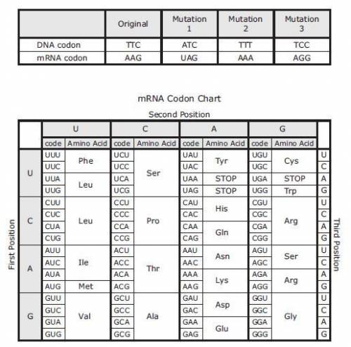 EASY BIOLOGY QUESTION NEED HELP QUICK THOUGH The table shows a DNA sequence and three type