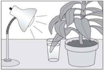 One living plant leaf, still attached to the plant, is placed into a cup and covered with water. A