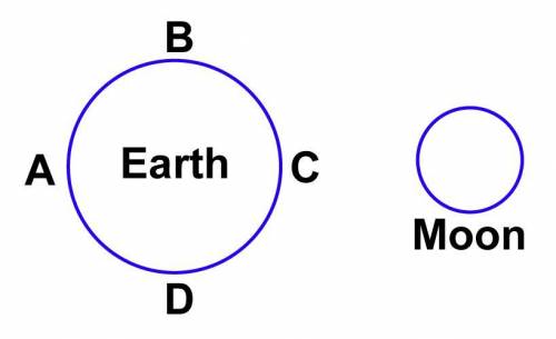 Look at the diagram below. Which points on Earth would have high tides for this arrangement of Eart