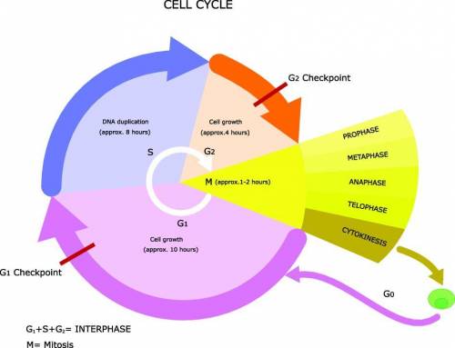 What is a strength in the figure?

The figure shows structures in a cell.
The figure shows stem ce