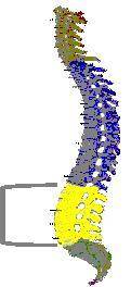 Which region of the spine is highlighted in yellow in the image below?

A diagram of the spine. 
s